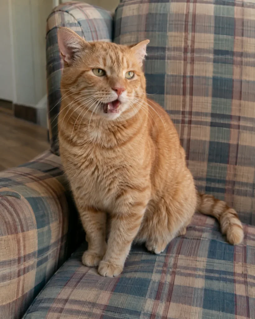 Tamale, an orange tabby cat mid-meow on a plaid armchair, one ear notched.