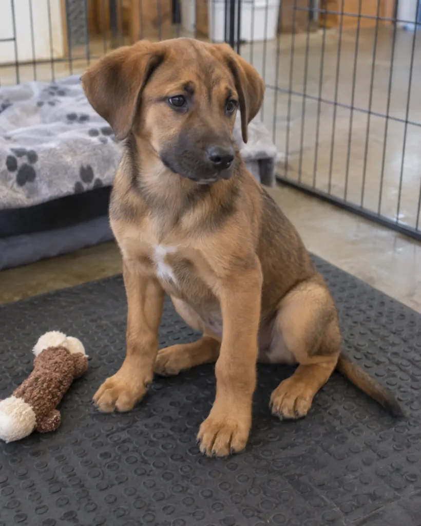 Waffle, a brown puppy with floppy ears and big paws, sitting on a rubber mat in a pen beside a rope toy.